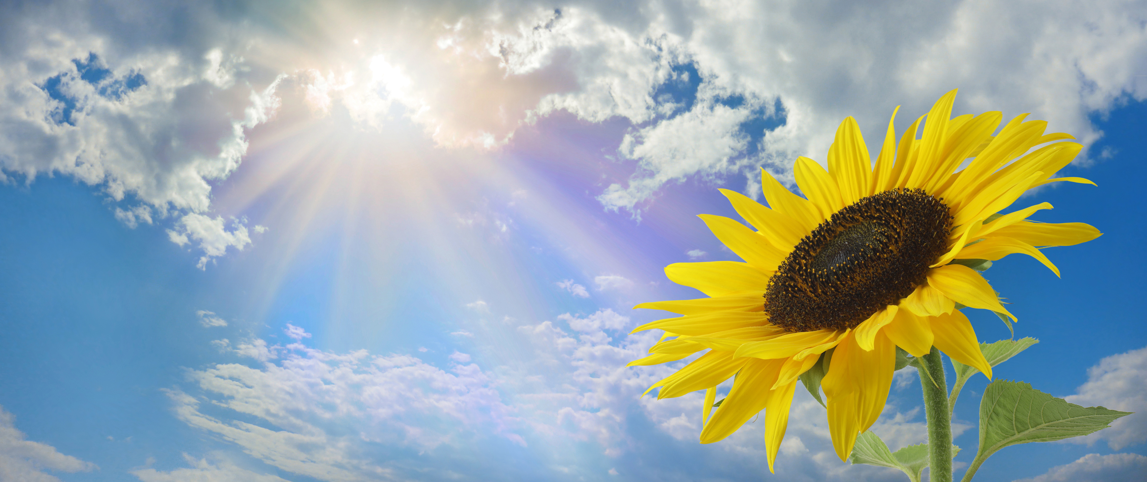 Beautiful sunflower sunshine message background