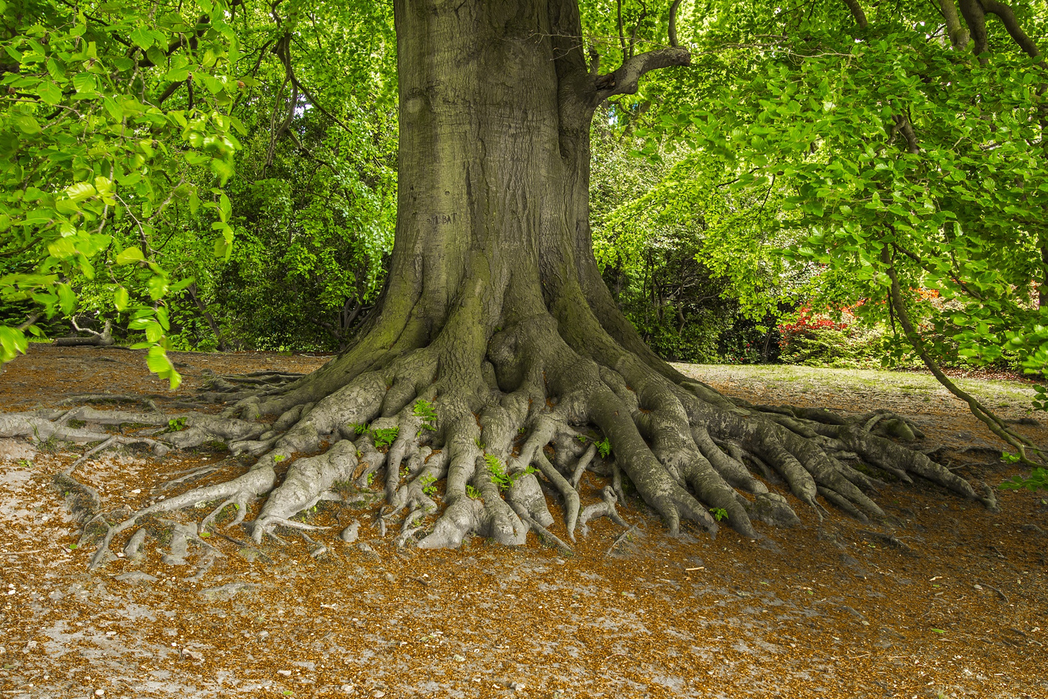 Tree Roots in the Park